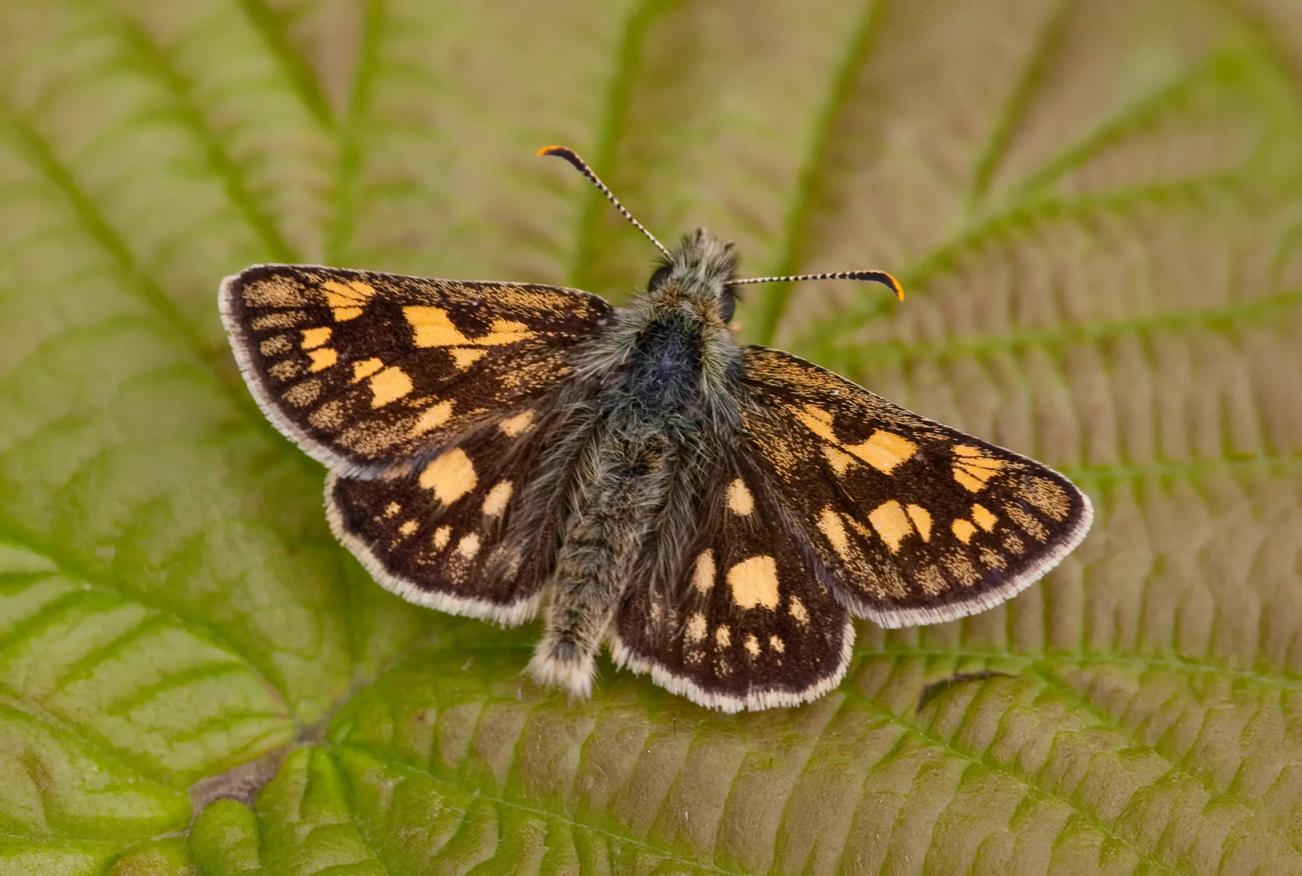Chequered Skipper - imago - Glasdrum Wood - 04-Jun-06 (0227) - Peter Eeles